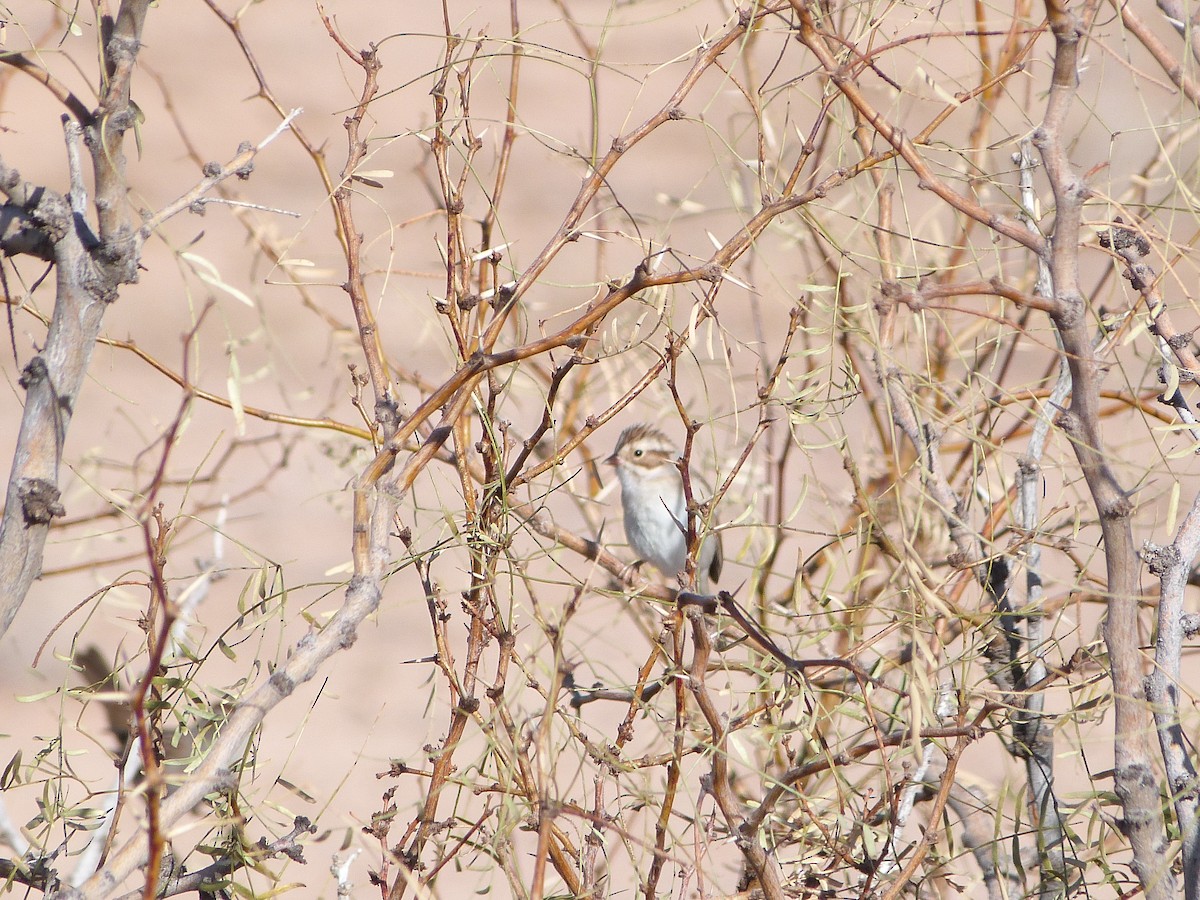 Clay-colored Sparrow - ML646923466