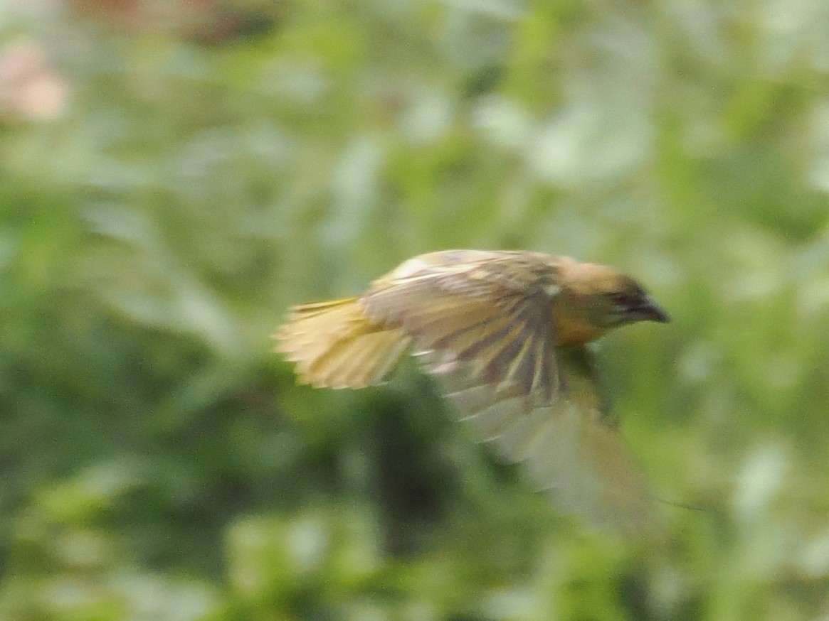Southern Masked-Weaver - ML646923467