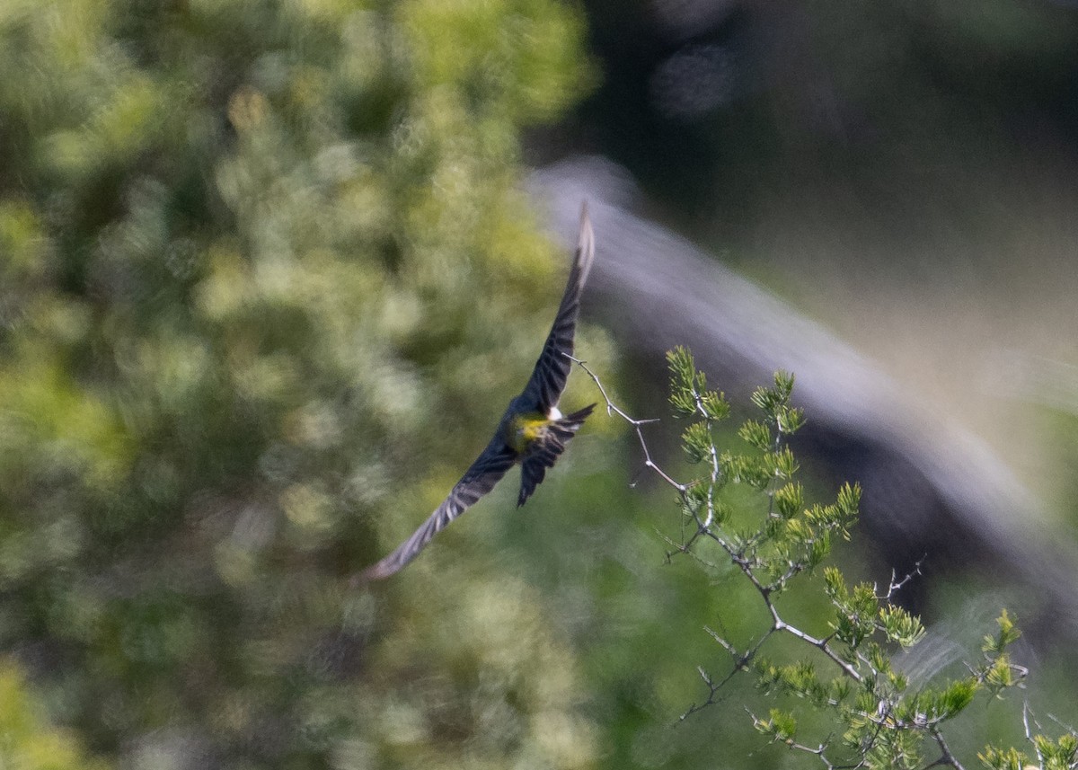 White-throated Canary - ML646923468