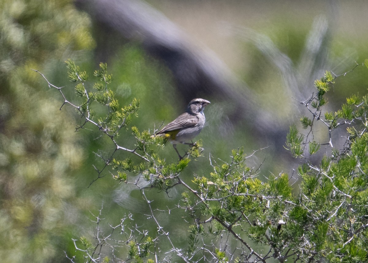 White-throated Canary - ML646923469