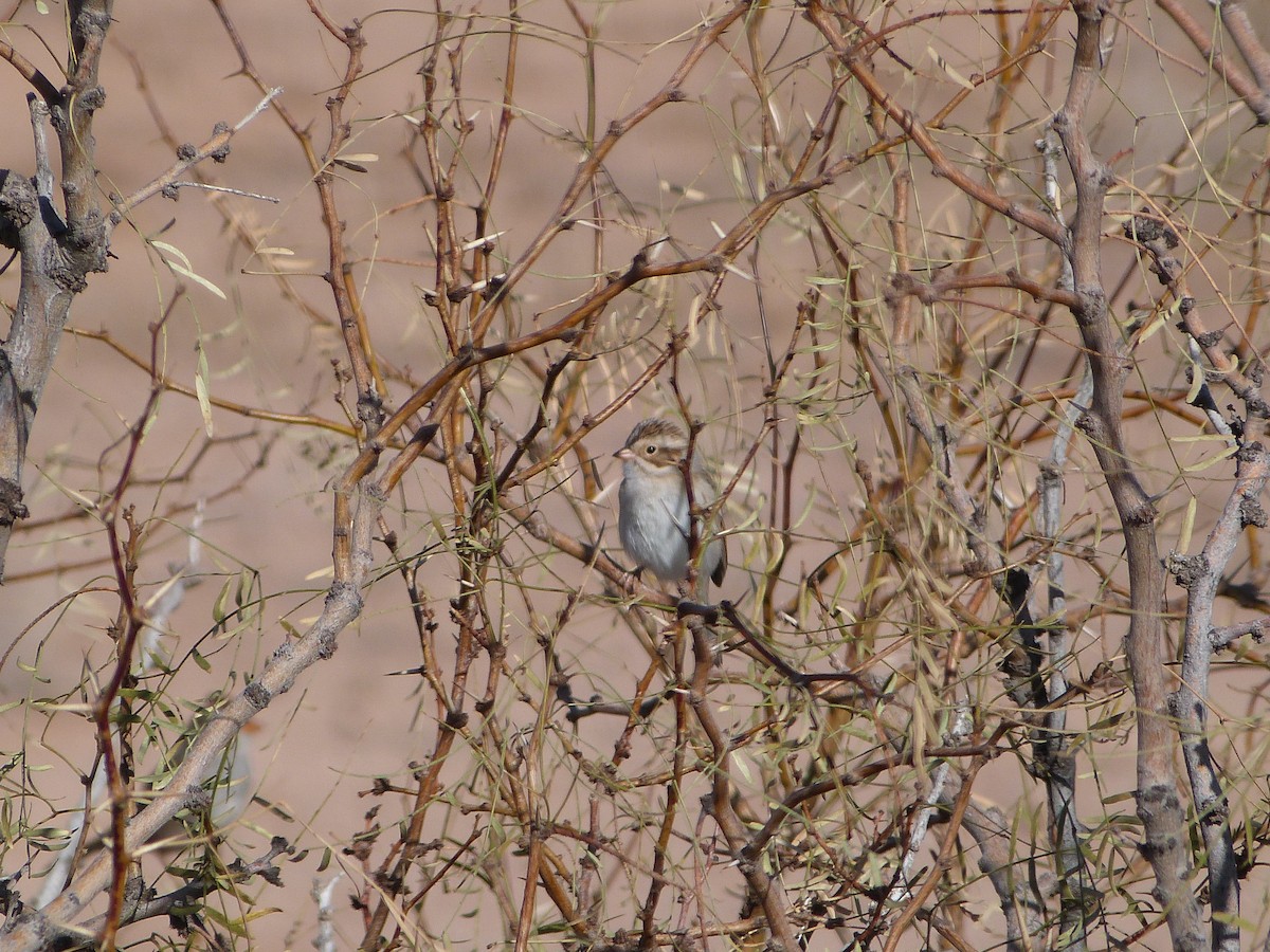 Clay-colored Sparrow - ML646923470