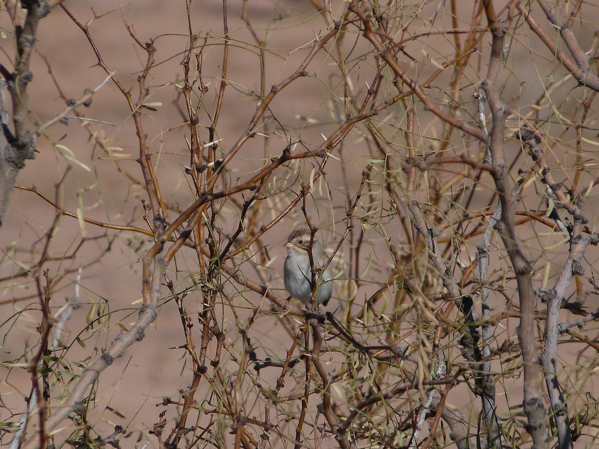 Clay-colored Sparrow - ML646923472