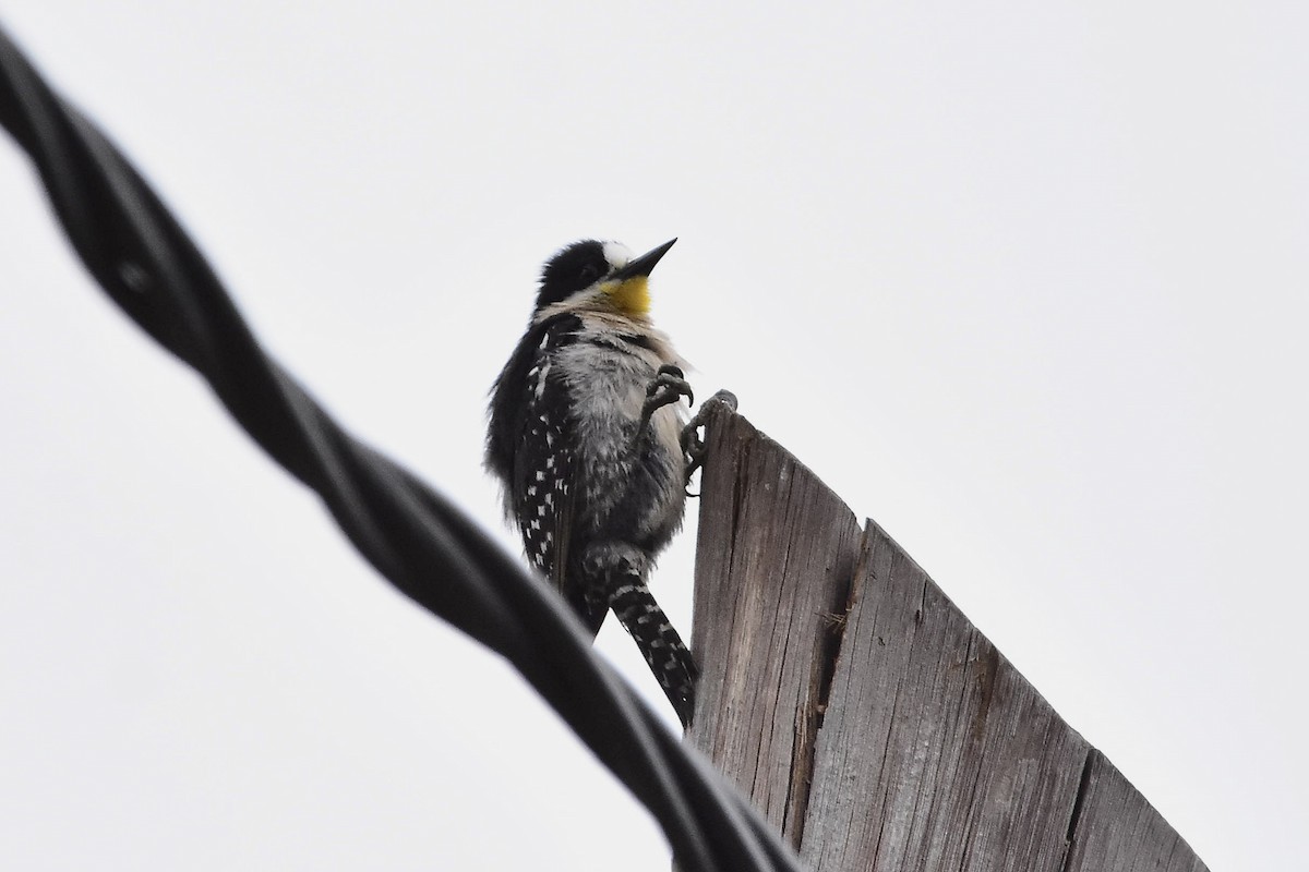 White-fronted Woodpecker - ML646923480