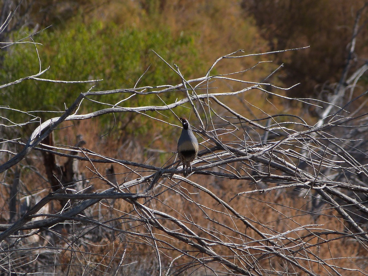 Gambel's Quail - ML646923509