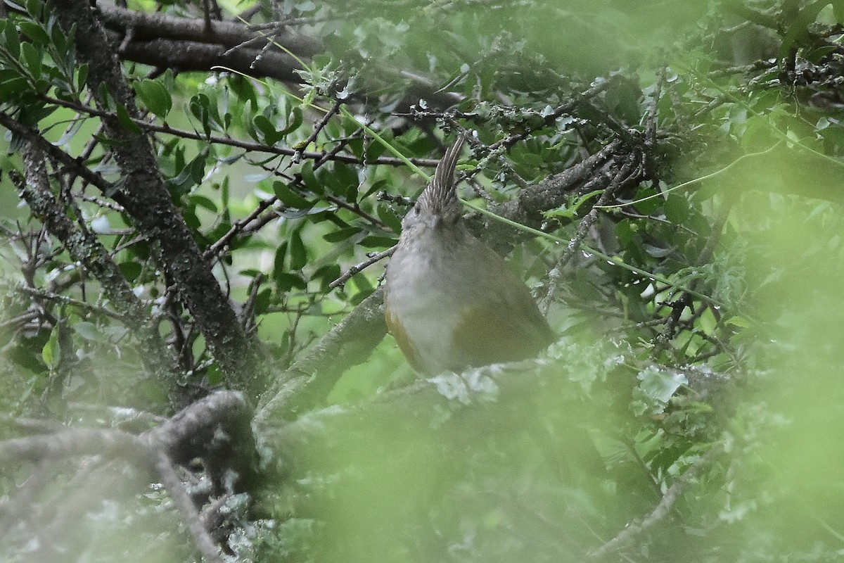Crested Gallito - ML646923515