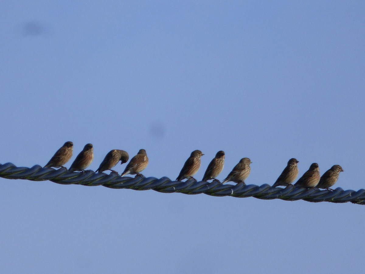 Eurasian Linnet - ML646923516