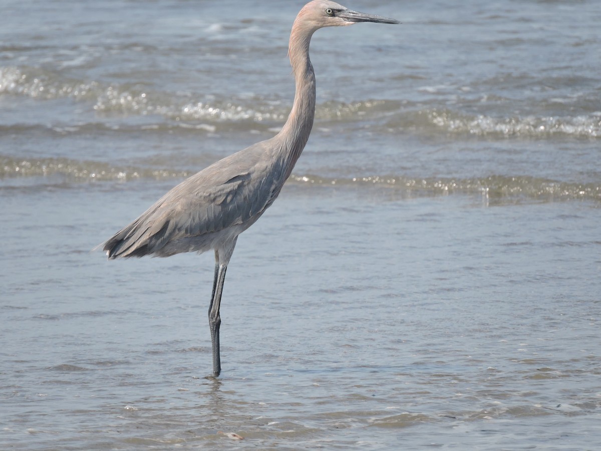 Kızılca Balıkçıl - ML646923530