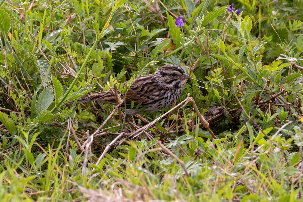 Саванная овсянка - ML646923532