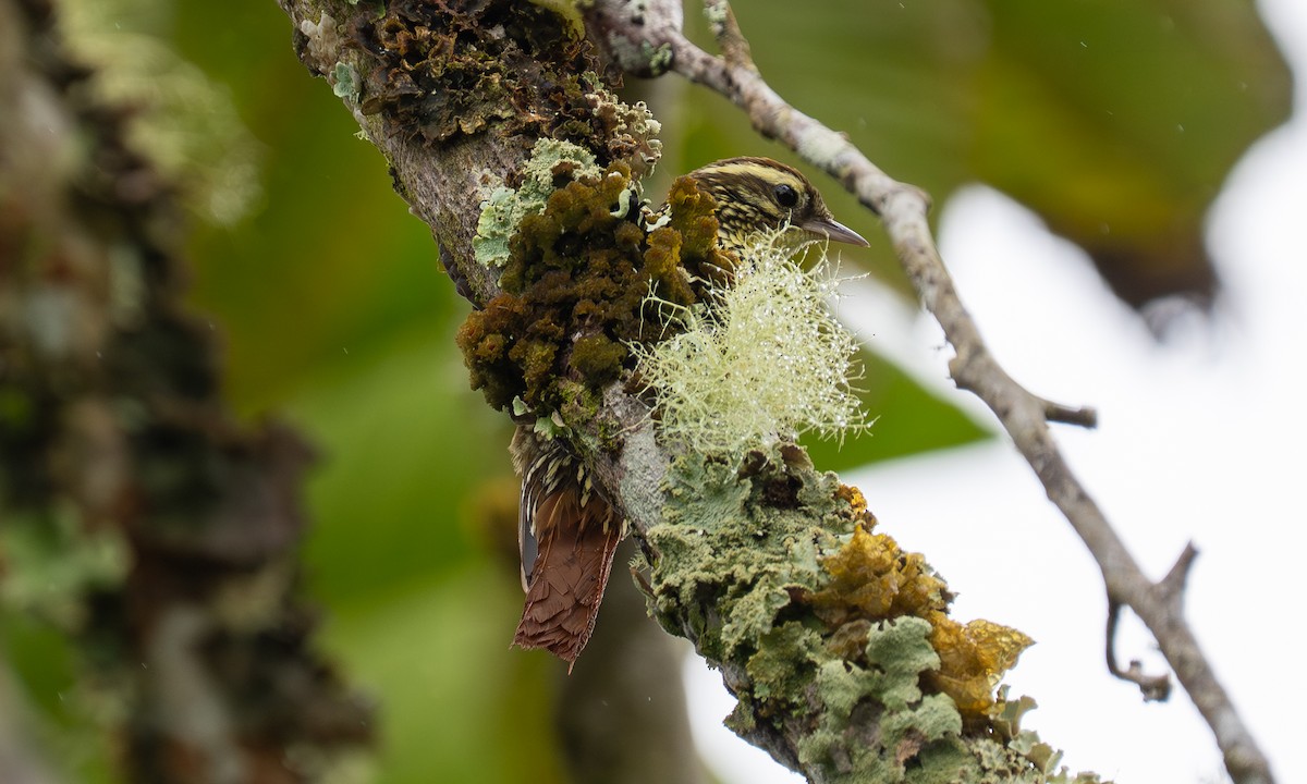 Pearled Treerunner - ML646923539