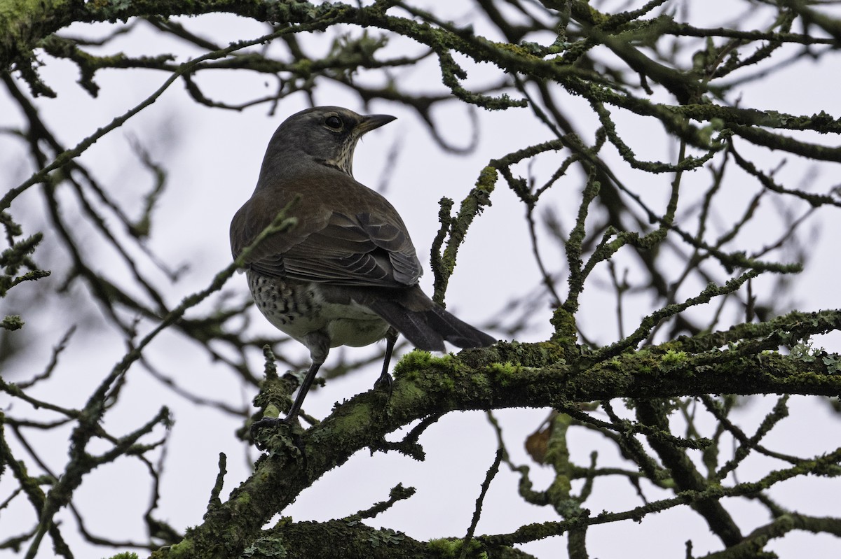 Fieldfare - ML646923546