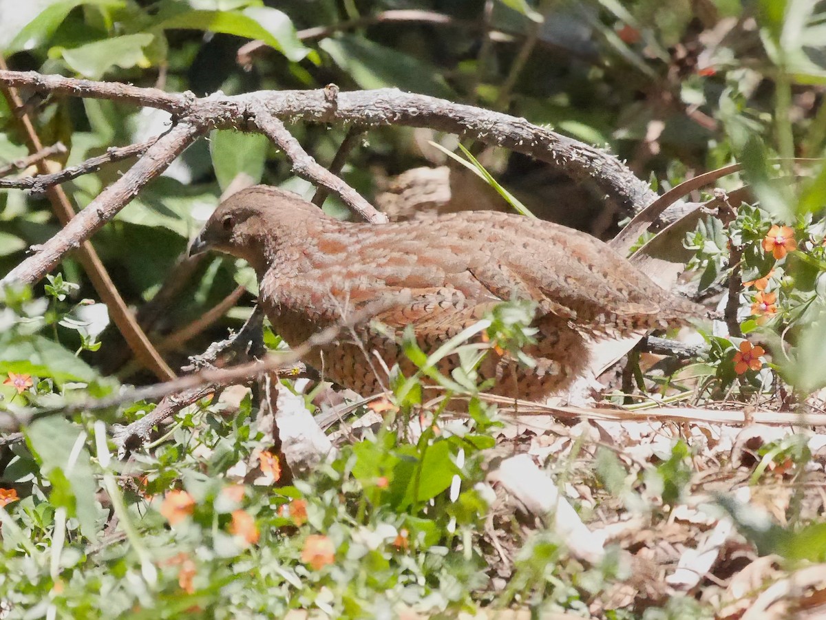 Перепілка бура - ML646923547