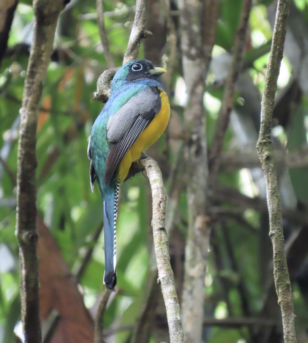 Graceful Black-throated Trogon - ML646923550