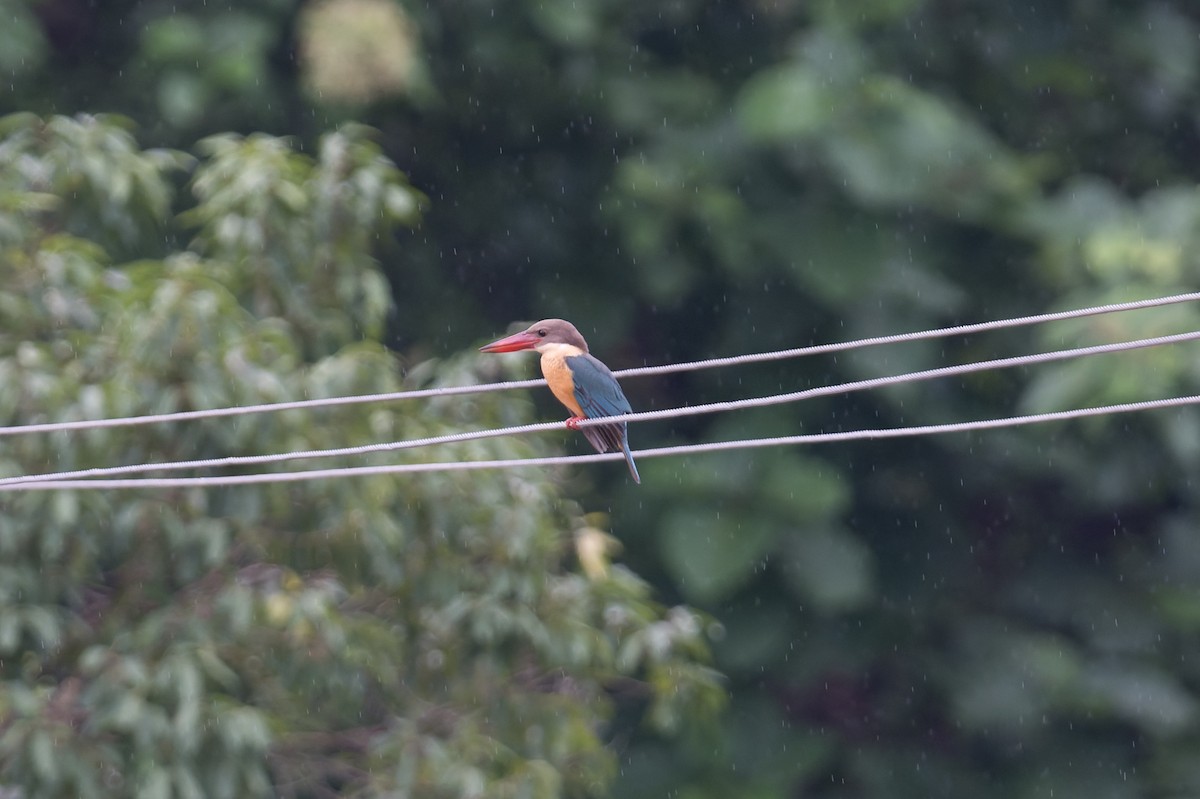 Аистоклювый гуриал - ML646923552