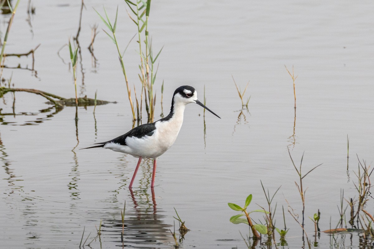 Американский ходулочник - ML646923554