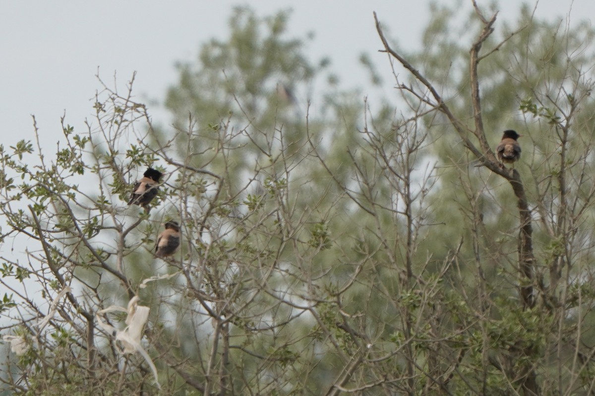 Rosy Starling - ML646923555