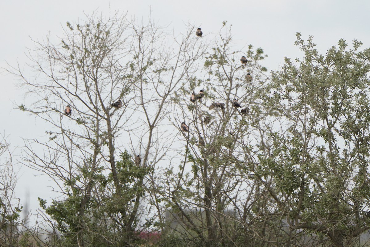 Rosy Starling - ML646923556