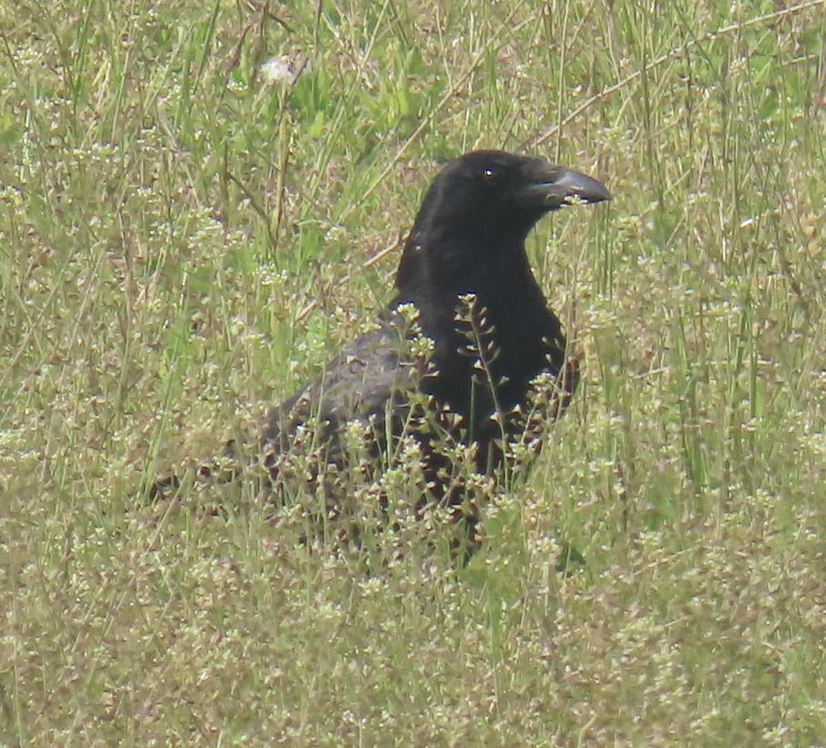 vrána černá - ML646923557