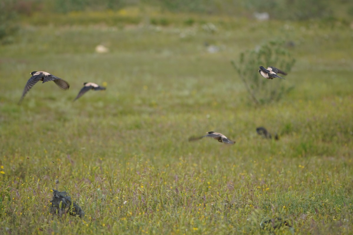 Rosy Starling - ML646923558