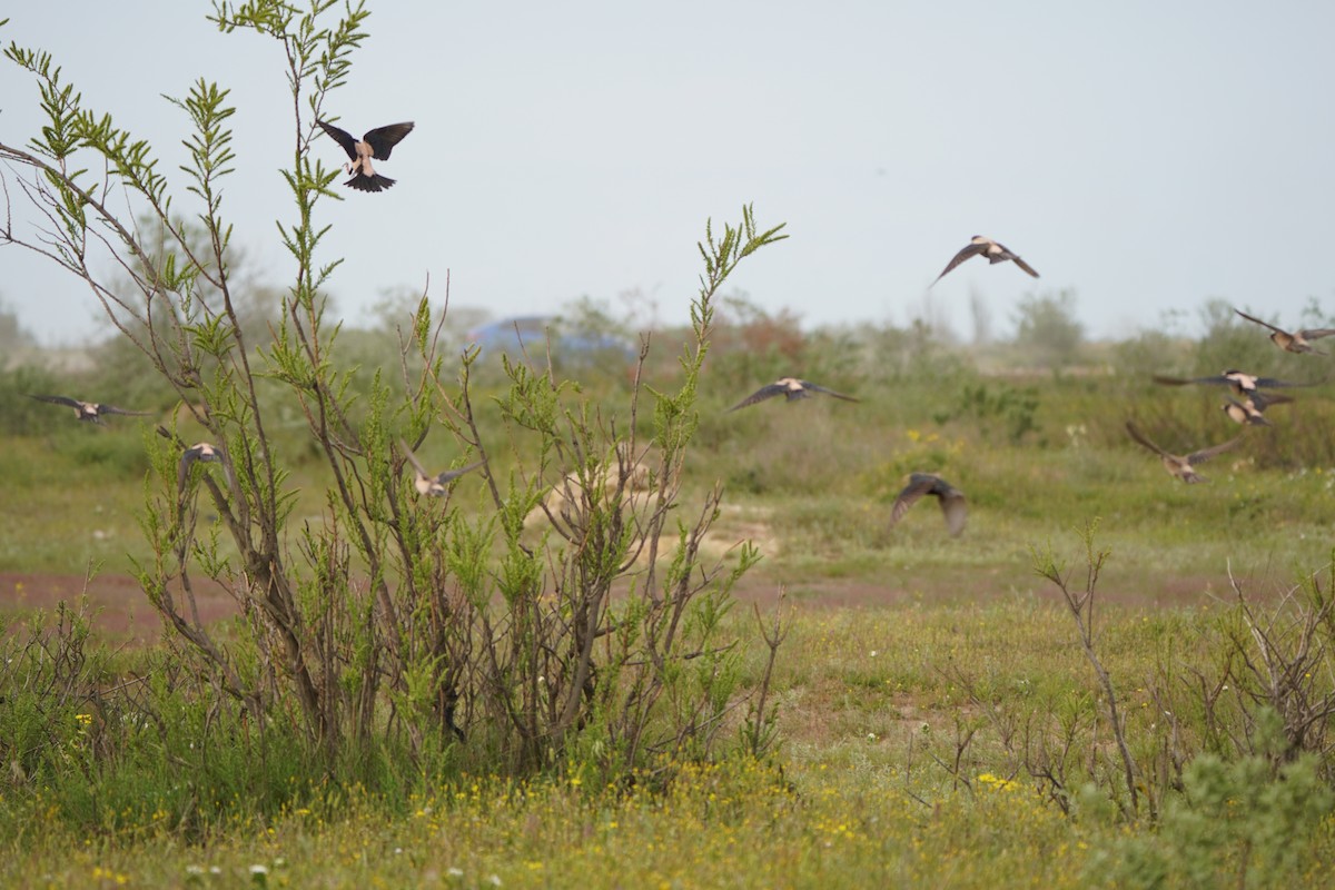 Rosy Starling - ML646923559