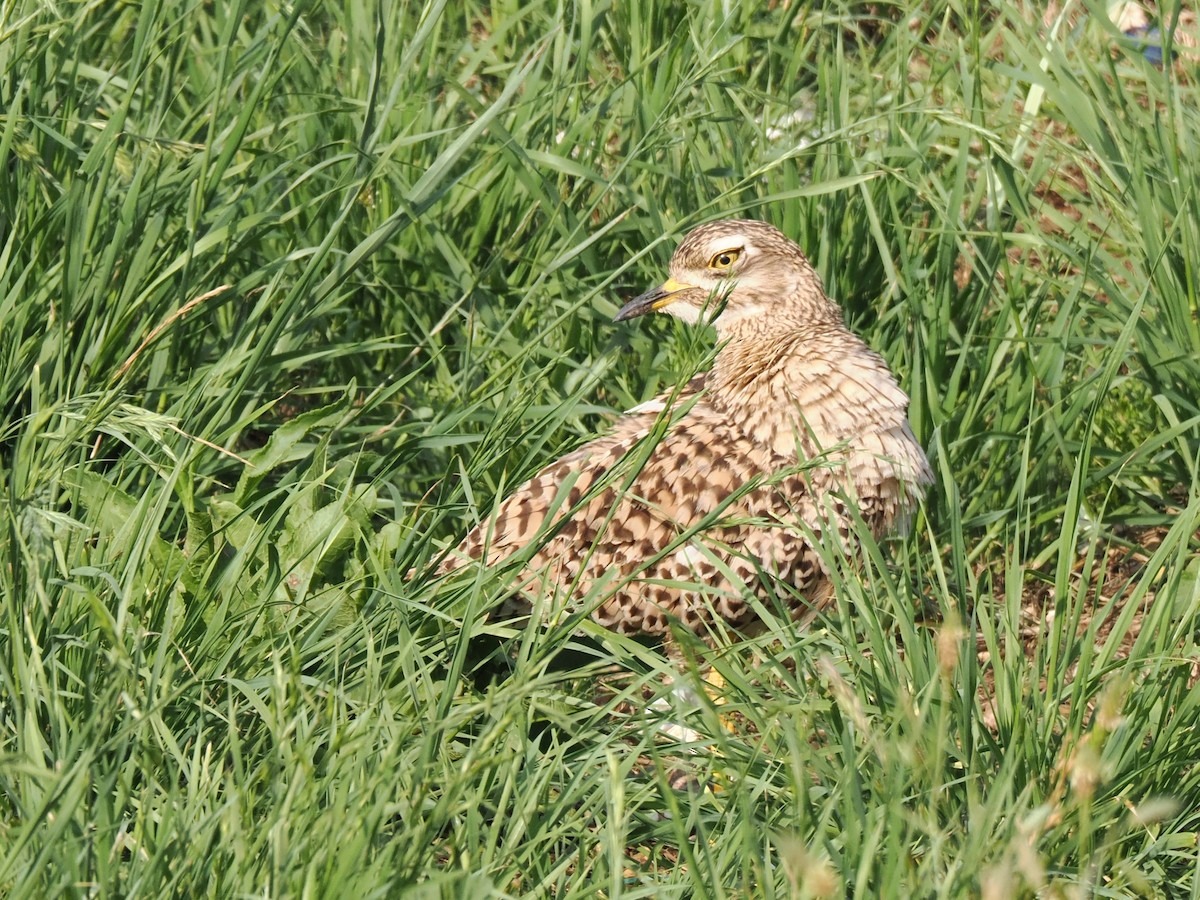 Spotted Thick-knee - ML646923560