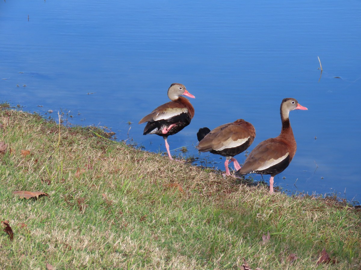 אווזון שחור-בטן - ML646923576