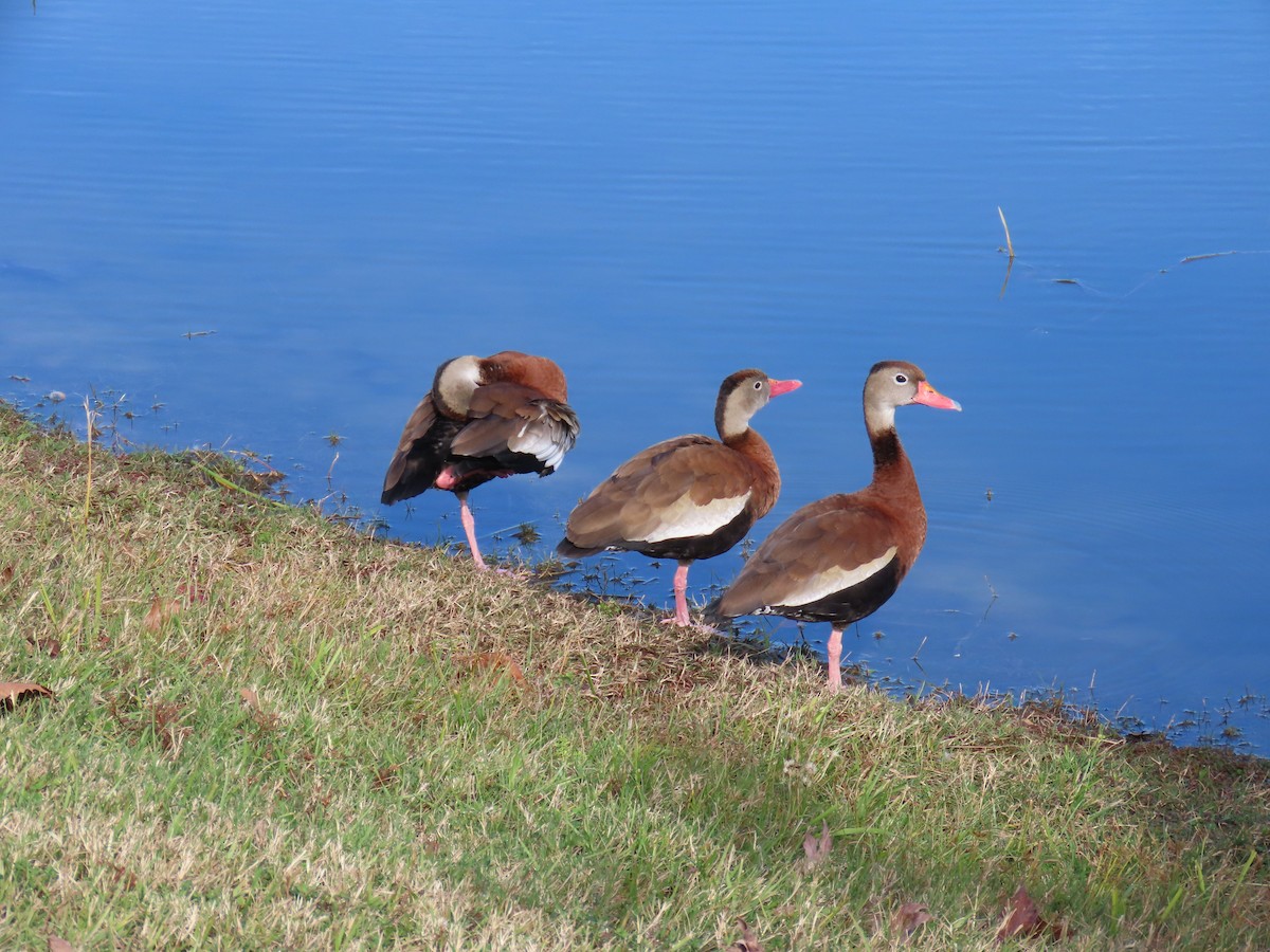 אווזון שחור-בטן - ML646923577