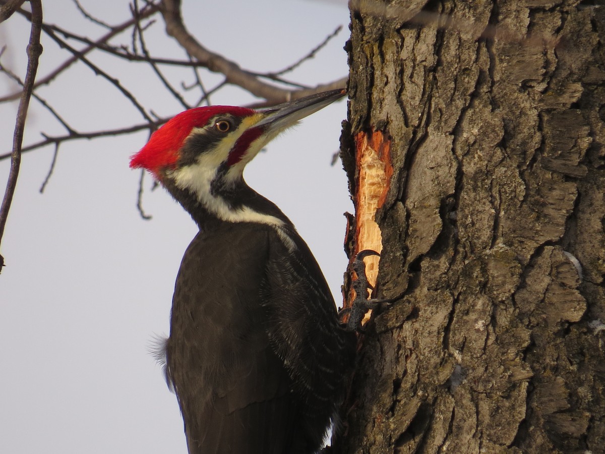 エボシクマゲラ - ML646923578