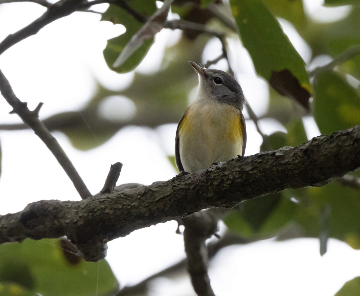 American Redstart - ML646923586