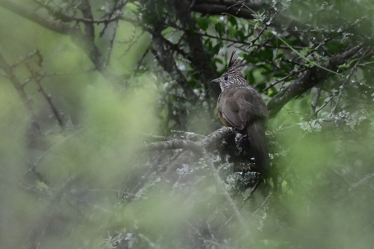 Crested Gallito - ML646923593