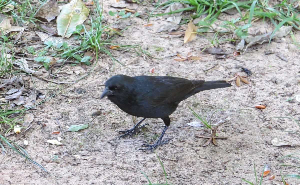 Tangara à galons blancs - ML646923595