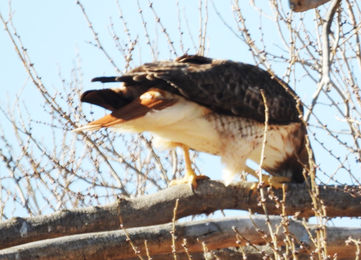 Red-tailed Hawk - ML646923596