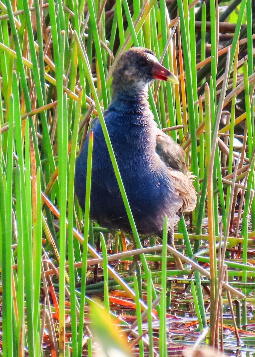 פורפיריה אמריקנית - ML646923599