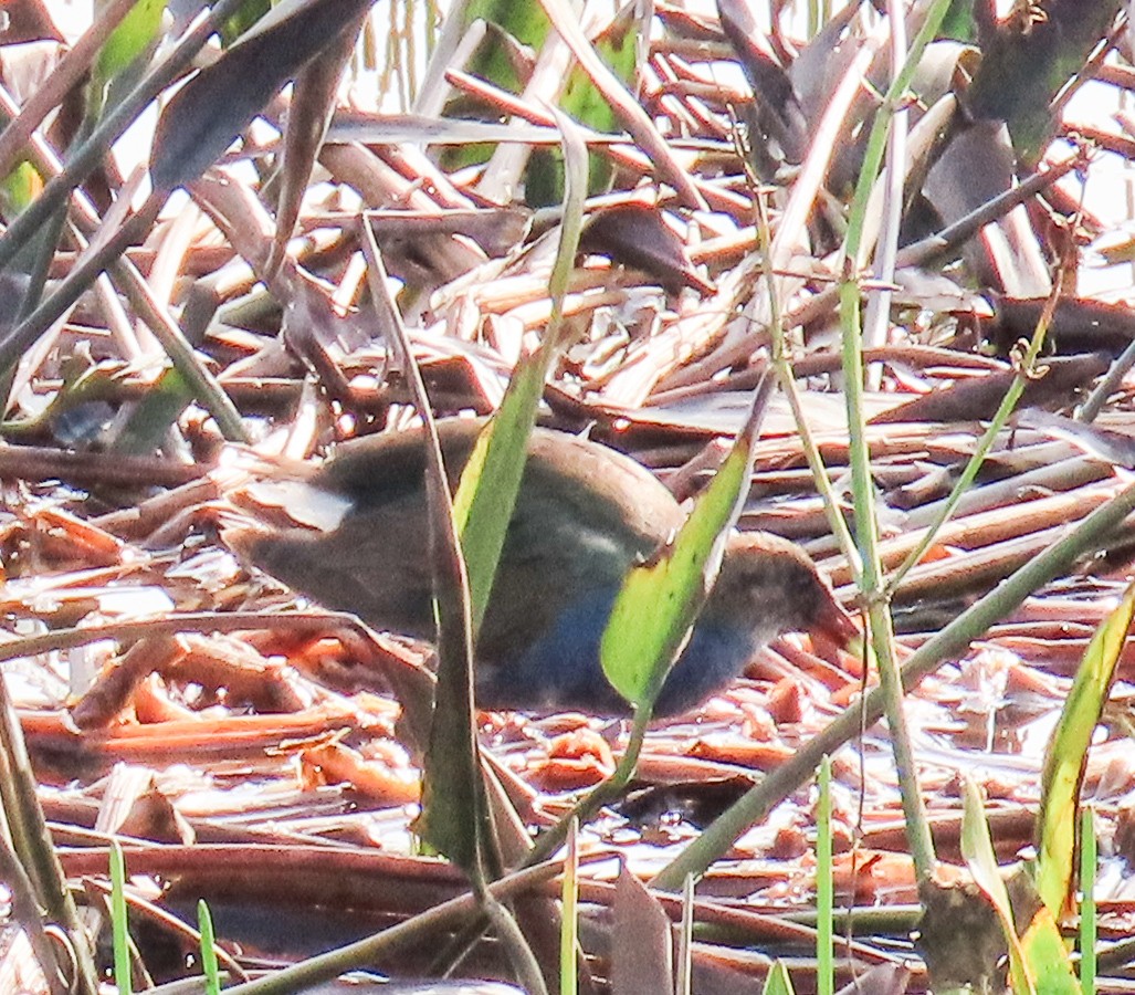 פורפיריה אמריקנית - ML646923601