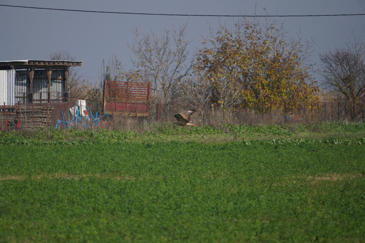 Long-legged Buzzard - ML646923602