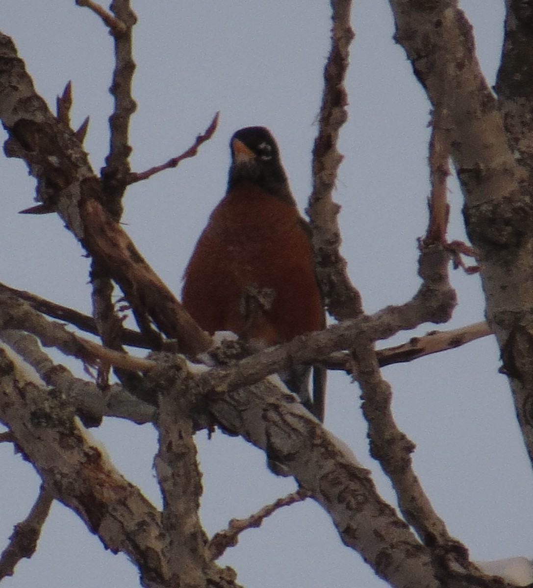 コマツグミ - ML646923604