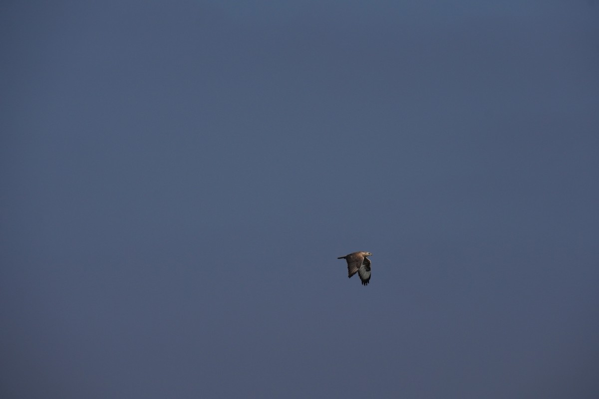 Long-legged Buzzard - ML646923606