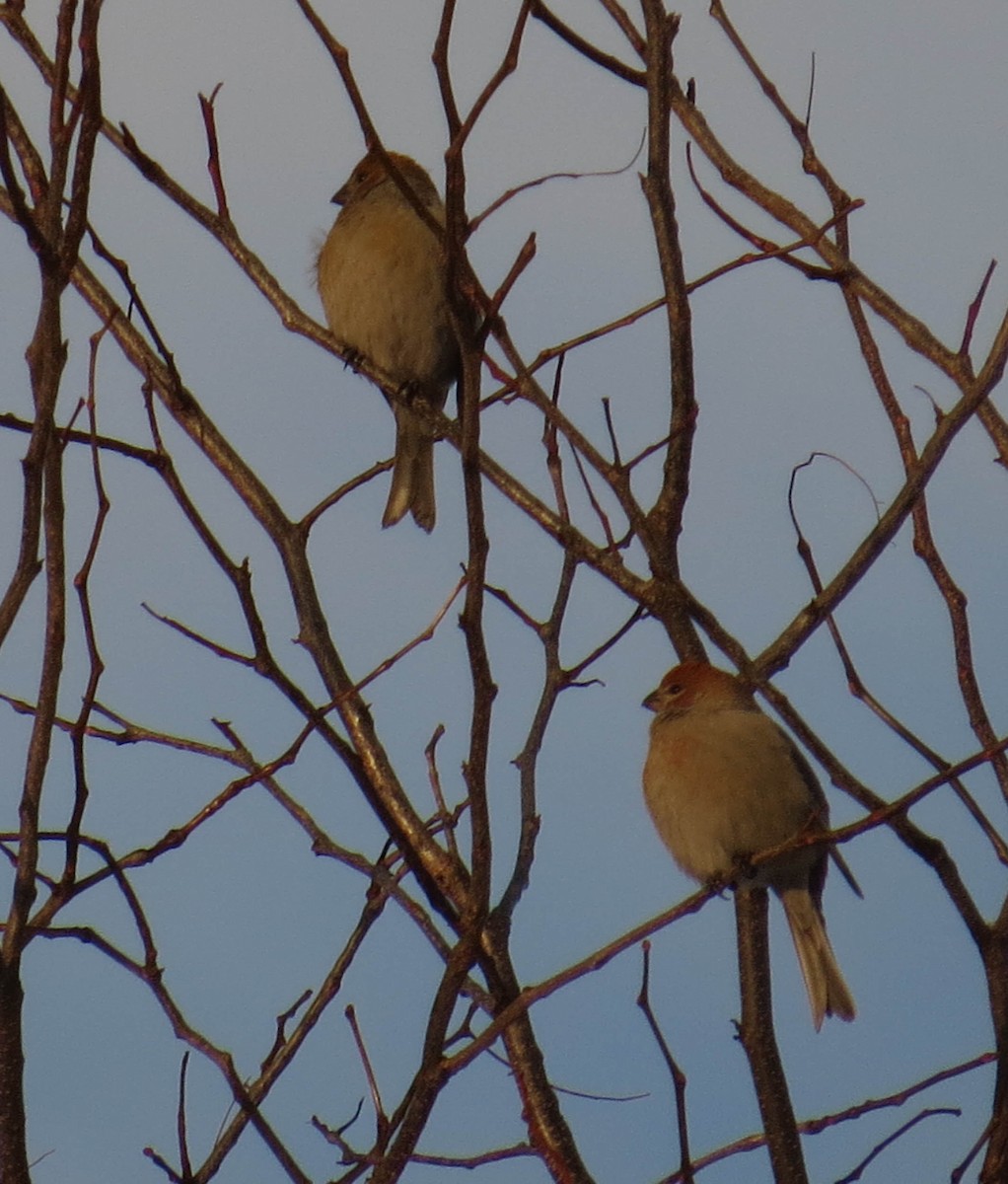 ギンザンマシコ - ML646923607