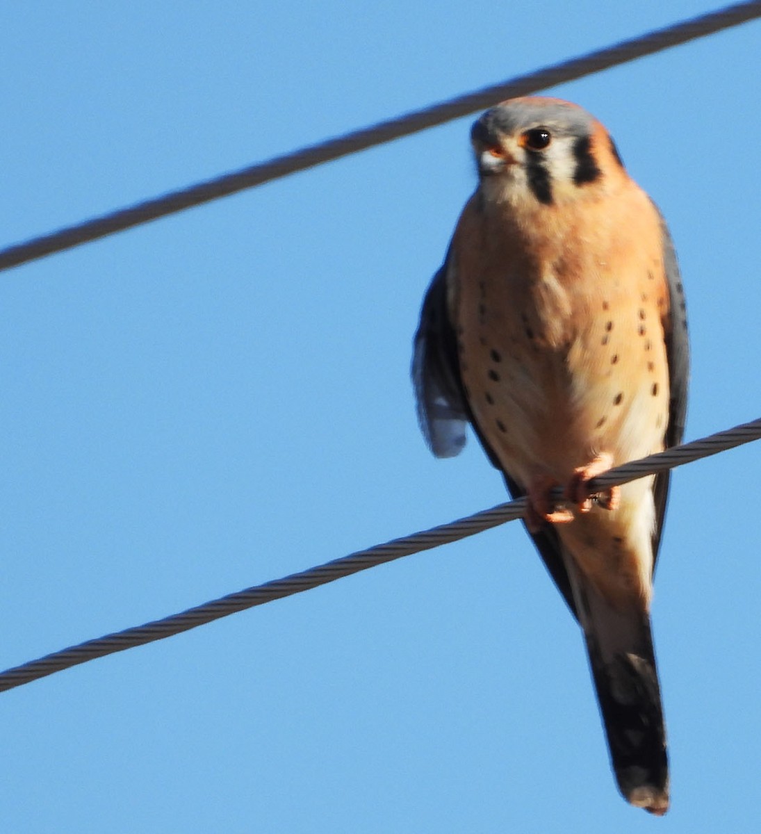 American Kestrel - ML646923608