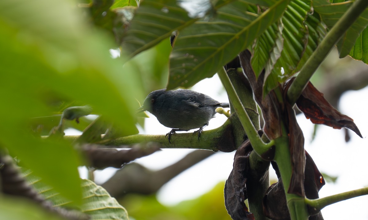 Bluish Flowerpiercer - ML646923610