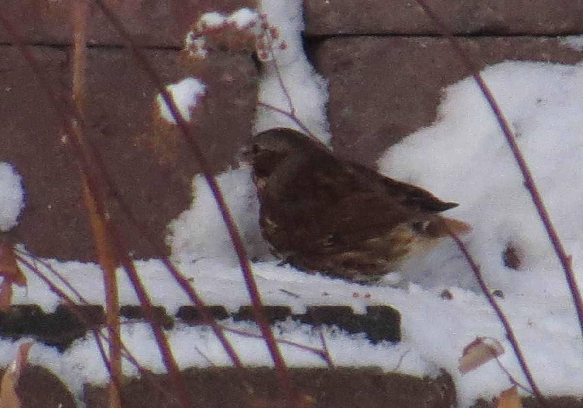 ゴマフスズメ - ML646923618