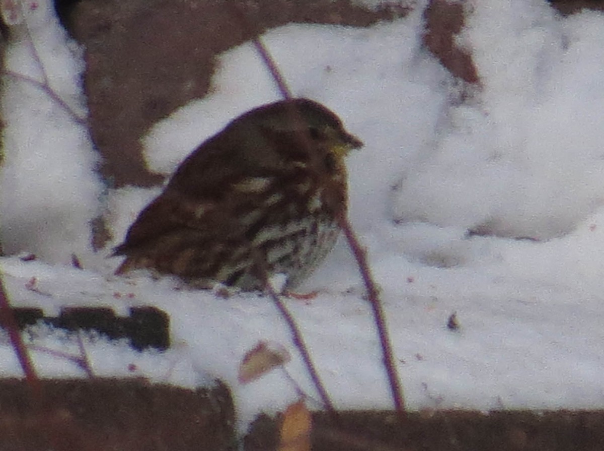 ゴマフスズメ - ML646923619