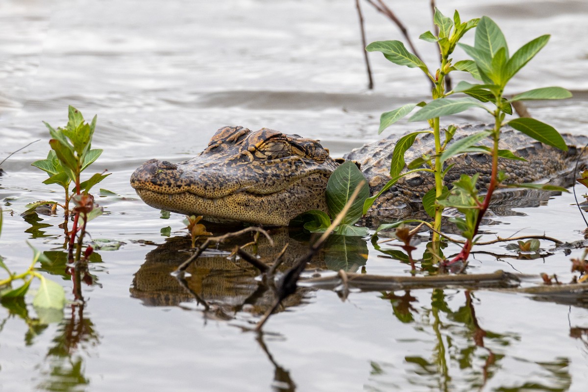 Животные - ML646923620