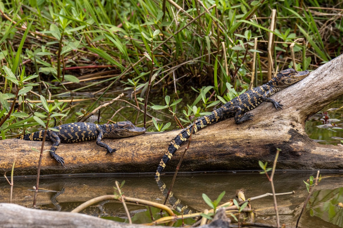 Животные - ML646923621