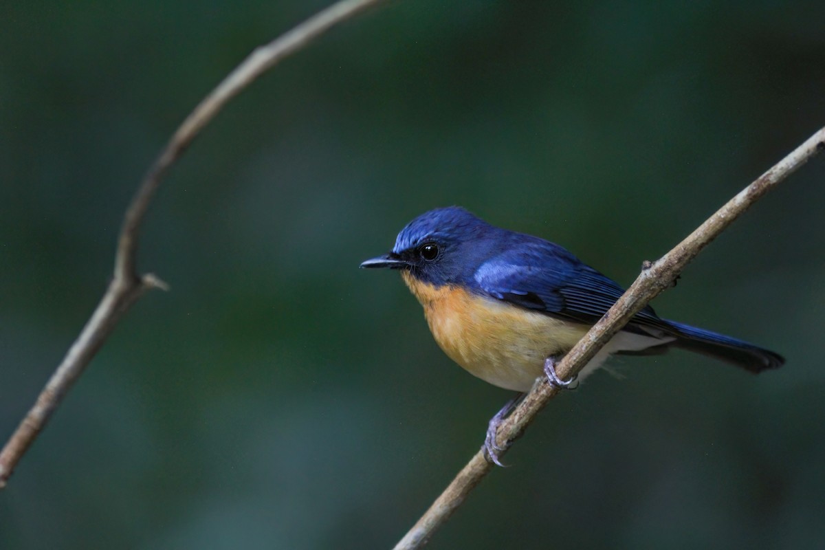 山藍仙鶲 - ML646923625