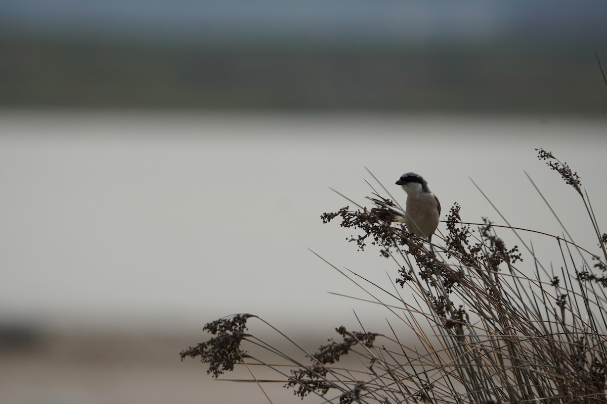 Чернолобый сорокопут - ML646923627