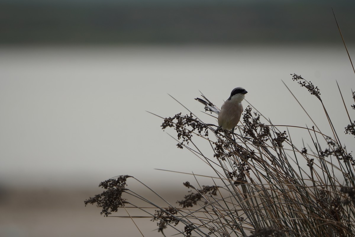 Чернолобый сорокопут - ML646923628