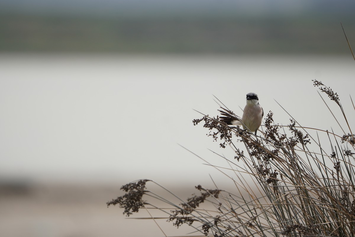 Чернолобый сорокопут - ML646923629