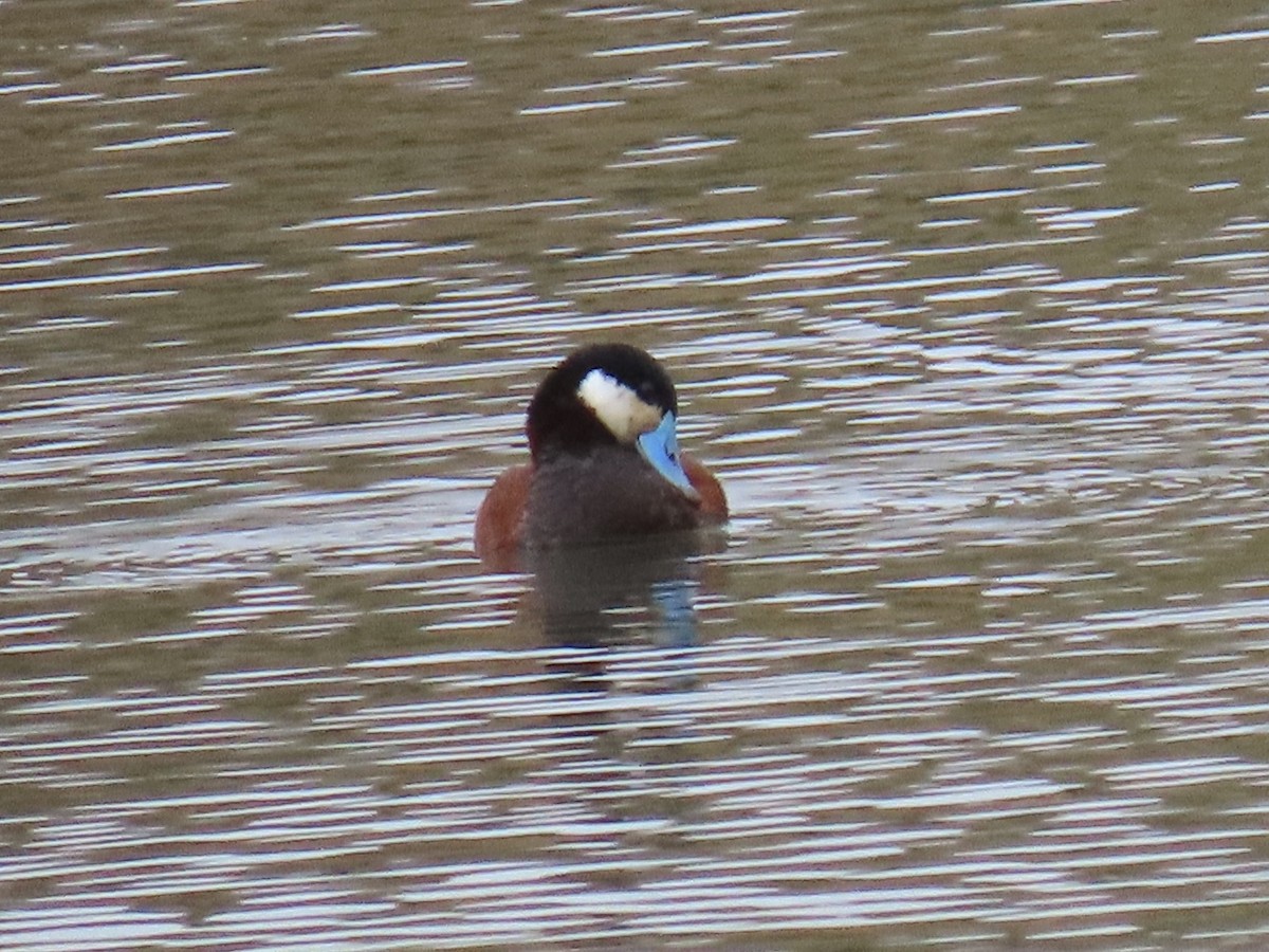 Американская савка - ML646923630