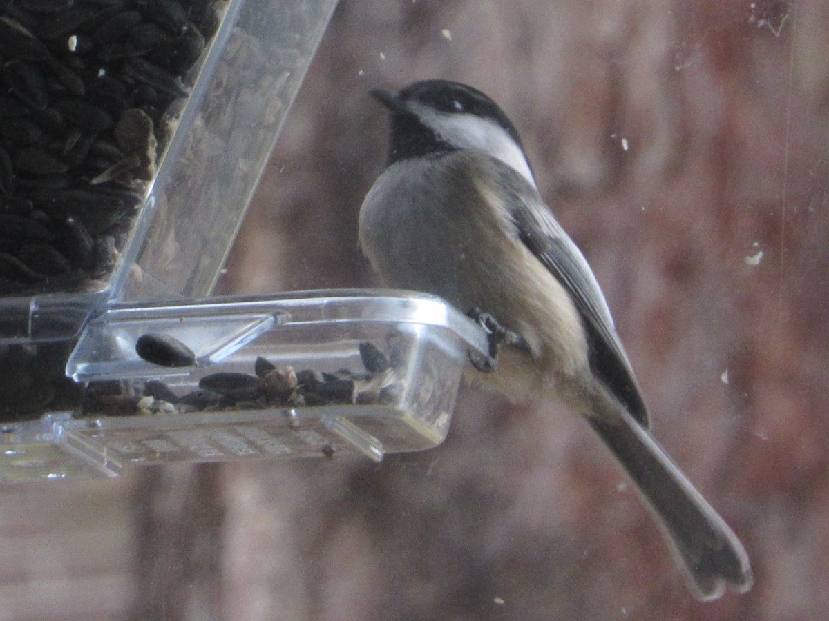Black-capped x Mountain Chickadee (hybrid) - ML646923632