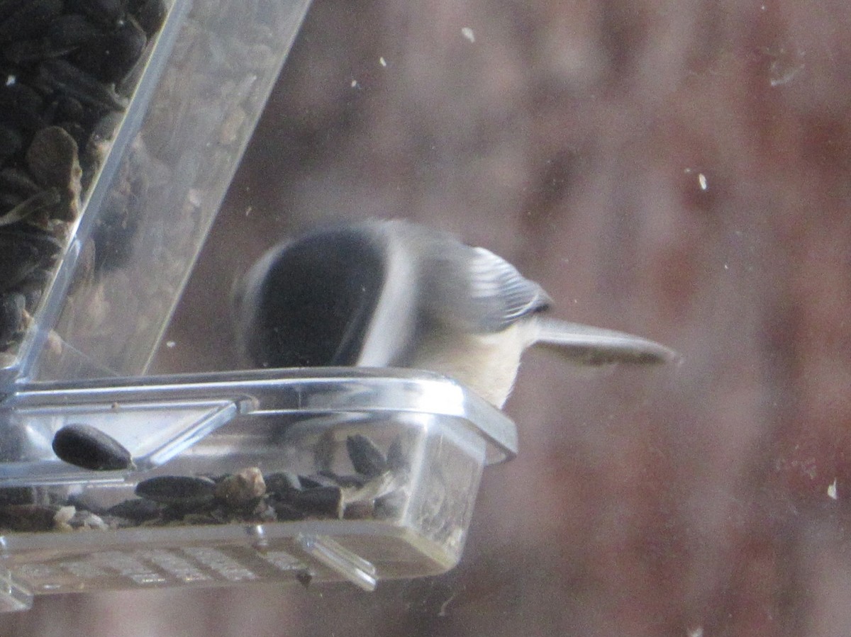 Black-capped x Mountain Chickadee (hybrid) - ML646923633